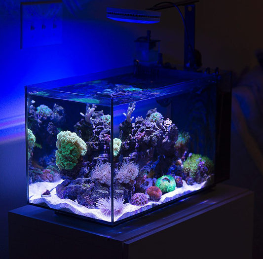 The Best All-In-One Aquarium Brands: A 2025 Buyer's Guide